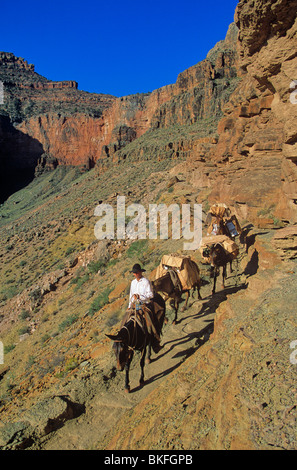 Packer mit String auf Maultiere auf South Kaibab Trail unterhalb South Rim, Grand Canyon National Park, Arizona, BEAN ALPix 0696 Stockfoto