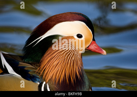 Porträt Des Mandarin-Entendraken Stockfoto