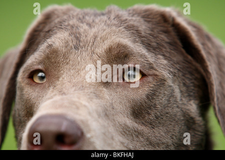 Labrador Retriever Stockfoto