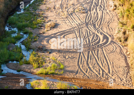 Auto-Spuren im Sand auf dem Bett von Lake Eildon, Australien, die auf historisch niedrigem Niveau aufgrund der anhaltenden Dürre. Stockfoto