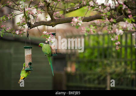 Ring-Necked Sittiche, geflohen waren, auf Garten Futterhäuschen, London, England, uk Stockfoto