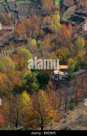 Die Obstgärten von Birnbäumen in Jinchuan wiederum ein unglaublich leuchtend rot im Herbst. Stockfoto