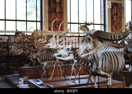 Museum für Naturgeschichte in Paris, Grande Galerie de l'Évolution im Jardin des Plantes Stockfoto