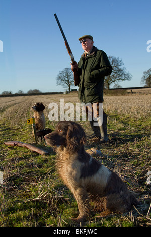 Ein Mann schießen Fasane in einem Feld mit seiner Jagdhunde und einen sonnigen Tag Stockfoto