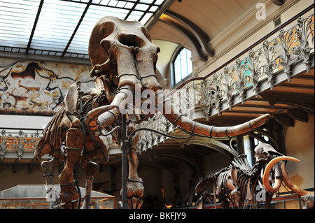 Museum für Naturgeschichte in Paris, Grande Galerie de l'Évolution im Jardin des Plantes, Mammut-Skelett Stockfoto
