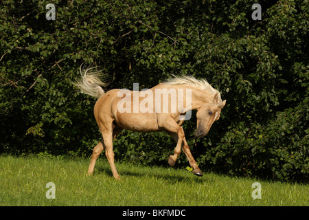 Galoppierendes Quarter Horse / Quarter Horse Galopp Stockfoto