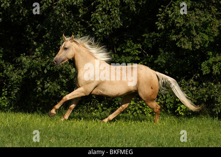 Galoppierendes Quarter Horse / Quarter Horse Galopp Stockfoto