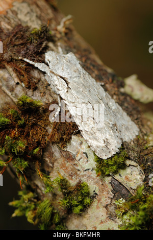 Graue Schulter-Knoten (Reliefzeichnung Ornitopus Lactipennis) eine gemeinsame Motte in Großbritannien weit verbreitet. Stockfoto