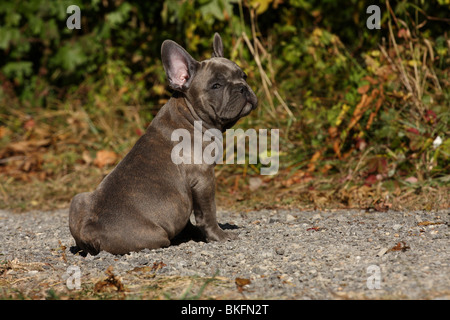 Französischen Bulldogge Welpe / Französisch Bulldogge Welpen Stockfoto