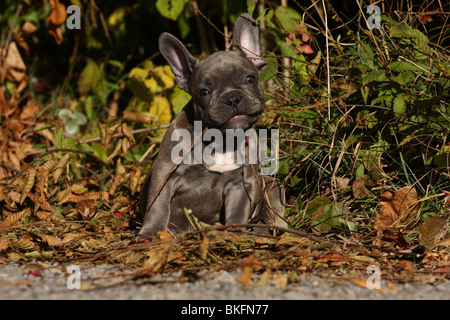 Französischen Bulldogge Welpe / Französisch Bulldogge Welpen Stockfoto