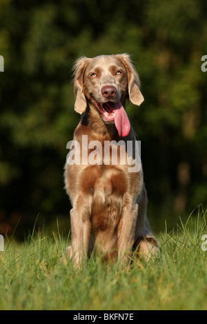 wider Langhaarweimaraner / sitzen Langhaar Weimaraner Stockfoto