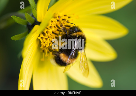 BUFF-TAILED HUMMEL (Bombus terrestris) Fütterung auf Garten Blume, Sussex, UK Stockfoto