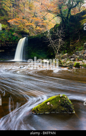Sgwd Gwladus Wasserfall umgeben von herbstlichen Laub, in der Nähe von Ystradfellte, Brecon Beacons National Park, Powys, Wales, UK. Stockfoto