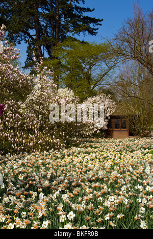 Magnolia Soulangeana und Stellata Rosea Bäume In einem Bett aus Narzissen RHS Wisley Gärten Surrey England Stockfoto