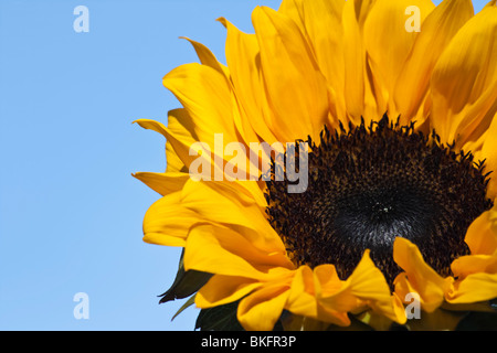 Ein gelber einzelner Sonnenblumen auf blauem Himmel Bilder Fotos Fotografie Verkauf auf alamy im Display horizontal in USA US hochauflösend Stockfoto