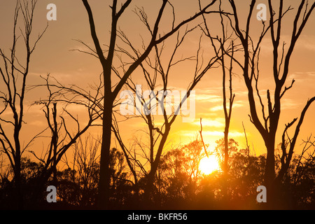 Getötet durch die anhaltende Dürre am Murray River Red Gum-Bäume in der Nähe von Echuca, Australien. Stockfoto