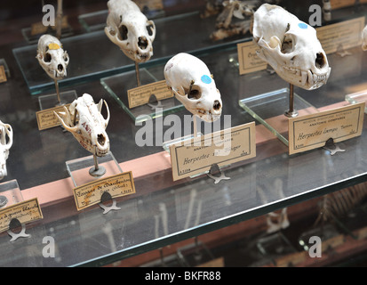 Museum für Naturgeschichte in Paris, Grande Galerie de l'Évolution im Jardin des Plantes - Herpestes ("schleichende Dieb") Stockfoto