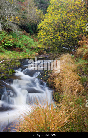 Der Fluss Caerfanell an Blaen-y-Glyn, Brecon Beacons National Park, Powys, Wales, UK. Herbst (Oktober) 2009 Stockfoto