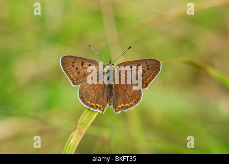 Rußiger Kupfer Schmetterling (Lycaena Tityrus) in der Foret de Fontainebleu, Nord-Frankreich. August 2008. Stockfoto