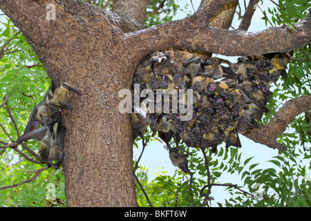 Eine Kolonie afrikanischer strohfarbener Obstfledermäuse (Eidolon helvum) in einem Baum, Nordkamerun Stockfoto