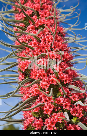 Echium Wildpretii wachsen in freier Wildbahn auf Teneriffa auf den Kanarischen Inseln. Stockfoto