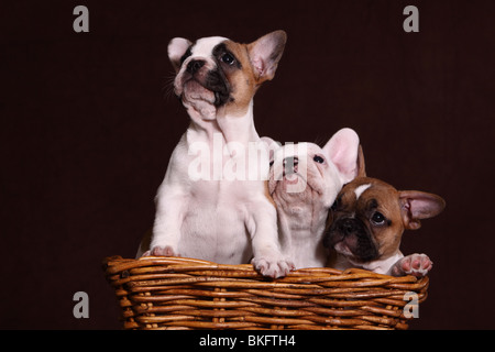 Französischen Bulldogge Welpen / Französisch Bulldogge Welpen Stockfoto