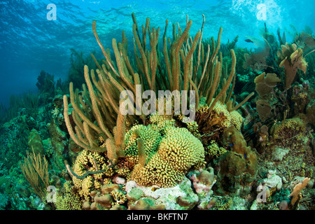 Meer-Stangen und andere Korallen auf einer wunderschönen tropischen Riff in Bonaire, Niederländische Antillen. Stockfoto