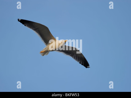 Geringerem Black-backed Gull im blauen Himmel schweben Stockfoto