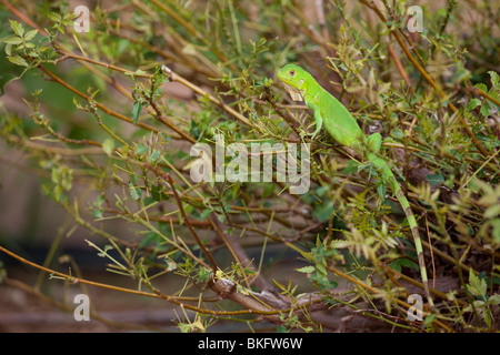 Grüner Leguan (Iguana Iguana), juvenile auf einem kleinen Busch an der Plaza Resort in Bonaire, Niederländische Antillen. Stockfoto