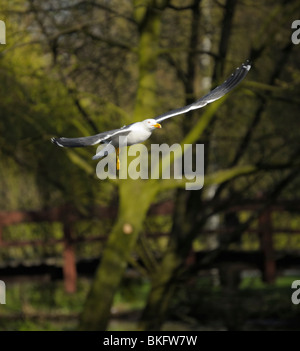 Geringerem Black-backed Gull in der Schwebe im Himmel über einen kleinen Wald Stockfoto