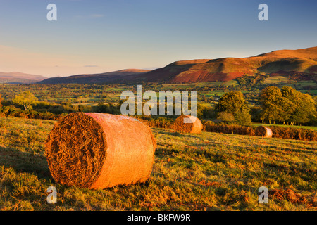 Bracken Ballen auf Mynydd Illtud Common in den Brecon Beacons National Park, Powys, Wales, UK. Herbst (Oktober) 2009 Stockfoto