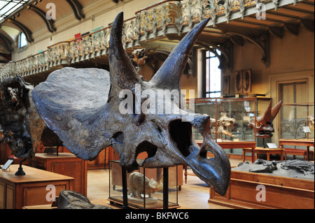 Museum für Naturgeschichte in Paris, Grande Galerie de l'Évolution im Jardin des Plantes Stockfoto