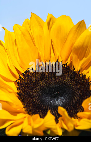 Sonnenblumengelbe Gartenbilder Bilder Fotos Fotografie zum Verkauf auf alamy vertikates Format in USA US hochauflösend Stockfoto