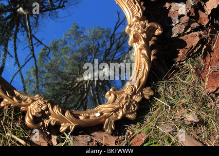 Spiegel auf dem Boden im Wald mit Baum-Reflexion Stockfoto