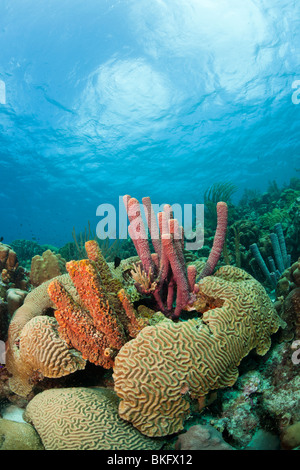 Ofenrohr Schwamm (Aplysina Archeri) und Korallen auf einer wunderschönen tropischen Riff in Bonaire, Niederländische Antillen. Stockfoto