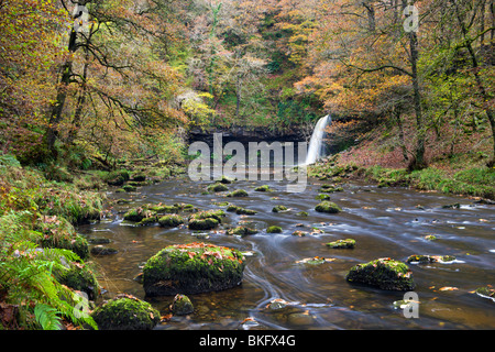 Sgwd Gwladus Wasserfall umgeben von herbstlichen Laub, in der Nähe von Ystradfellte, Brecon Beacons National Park, Powys, Wales, UK. Stockfoto