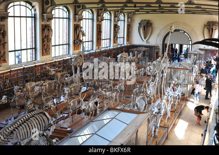 Museum für Naturgeschichte in Paris, Grande Galerie de l'Évolution im Jardin des Plantes Stockfoto