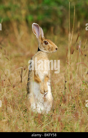 Indische Hasen (Lepus Nigricollis) in Yala West National Park, Sri Lanka Stockfoto