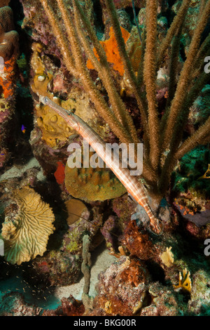 Trumpetfish (Aulostomus Maculatus) an einem tropischen Korallenriff in Bonaire, Niederländische Antillen. Stockfoto