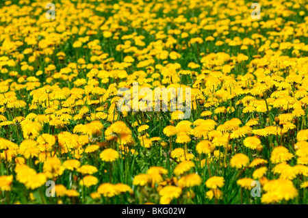 Wiese mit blühenden gemeinsamen Löwenzahn Stockfoto