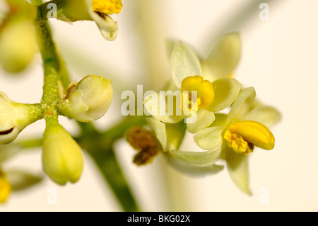 Blütenrasen eines Olivenbaums, Olea europaea, Südafrika Stockfoto