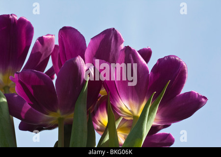 Lila Blüten von Tulpen Burgunder Hintergrund niedriger Winkel von unten Farbe Blumen Tapeten Hintergründe Luxus Premium bunte Objekte Ideen Hi-res Stockfoto