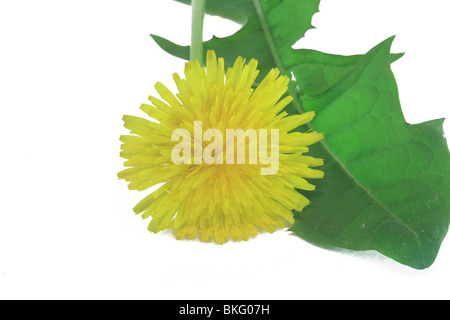 Löwenzahn (Taraxacum Officinale) Stockfoto