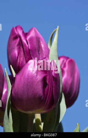 Lila Blüten von Tulpen Burgund ungeöffnete Blumen blauer Himmel Hintergrund Nahaufnahme Makro Stillleben Natur Wallpaper Telefon für mobile Wallpaper Hi-res Stockfoto