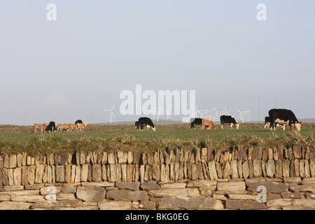 Kühe in einem Feld mit Windrädern hinter Stockfoto