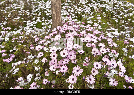 Kap-Marguerite (Dimorphotheca Ecklonis = Osteospermum Ecklonis) Blumen mediterranen Garten Spanien in Südafrika heimisch Stockfoto