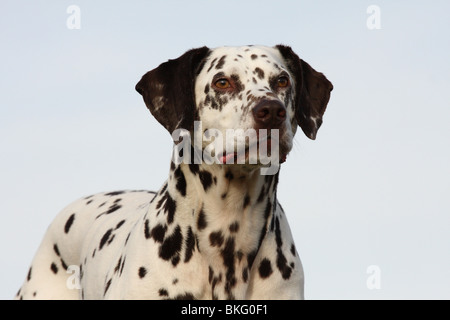 Dalmatiner Porträt / Dalmatiner Porträt Stockfoto