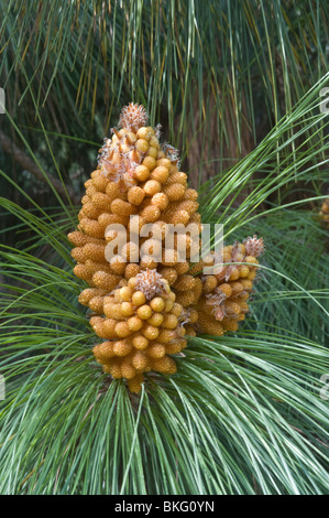 Kanarische Kiefer (Pinus Canariensis) männlichen Pollen Lager Blumen mediterranen Garten Stockfoto