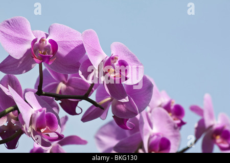 Pink Moth Orchidee Phalaenopsis amabilis schöne Blume auf blauem Himmel Hintergrund Nahaufnahme niedriger Winkel Vorderansicht niemand horizontal in den USA US Hi-res Stockfoto