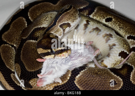 Königspython Schlange essen eine weiße Maus Stockfoto